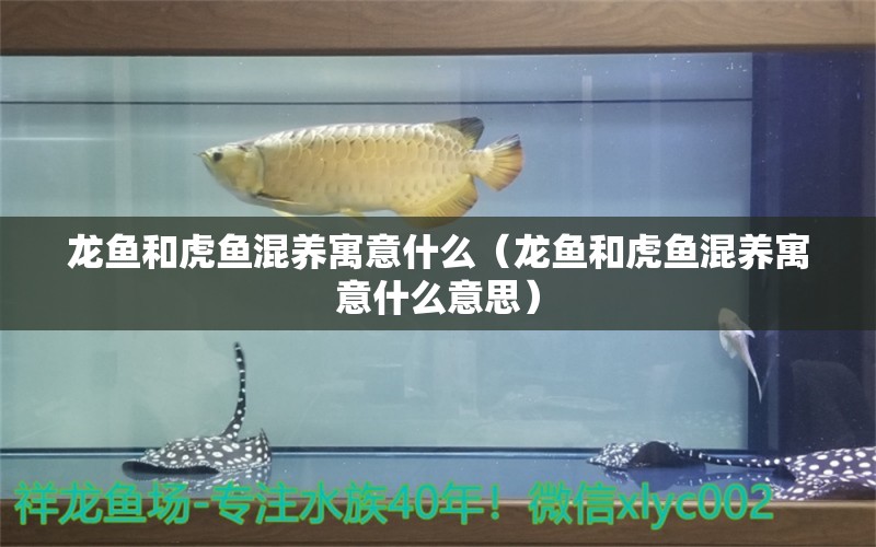 龙鱼和虎鱼混养寓意什么（龙鱼和虎鱼混养寓意什么意思）