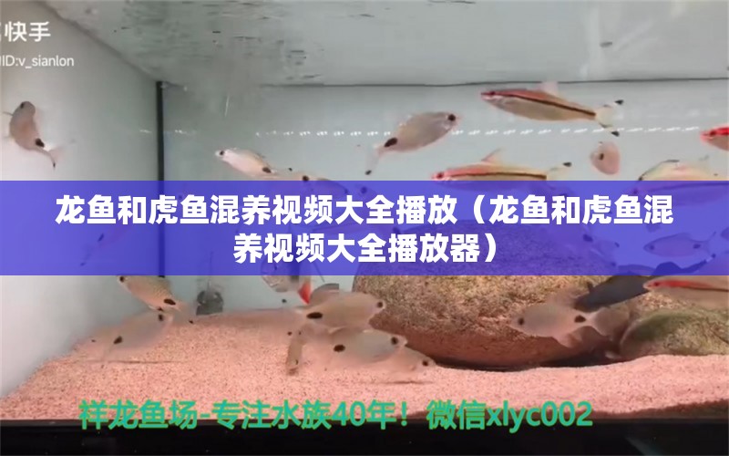 龙鱼和虎鱼混养视频大全播放（龙鱼和虎鱼混养视频大全播放器）