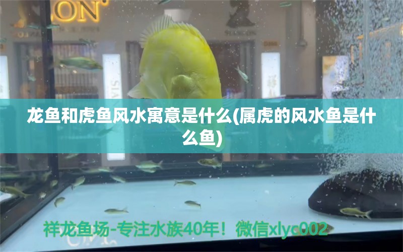 龙鱼和虎鱼风水寓意是什么(属虎的风水鱼是什么鱼)