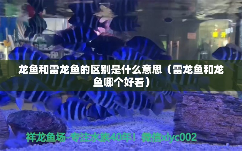 龙鱼和雷龙鱼的区别是什么意思（雷龙鱼和龙鱼哪个好看）