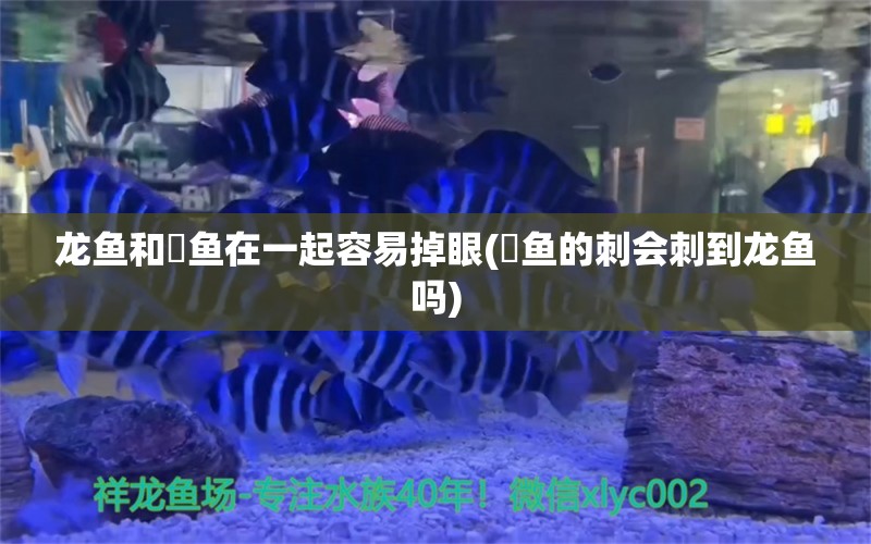 龙鱼和魟鱼在一起容易掉眼(魟鱼的刺会刺到龙鱼吗) 丹顶锦鲤鱼 第1张