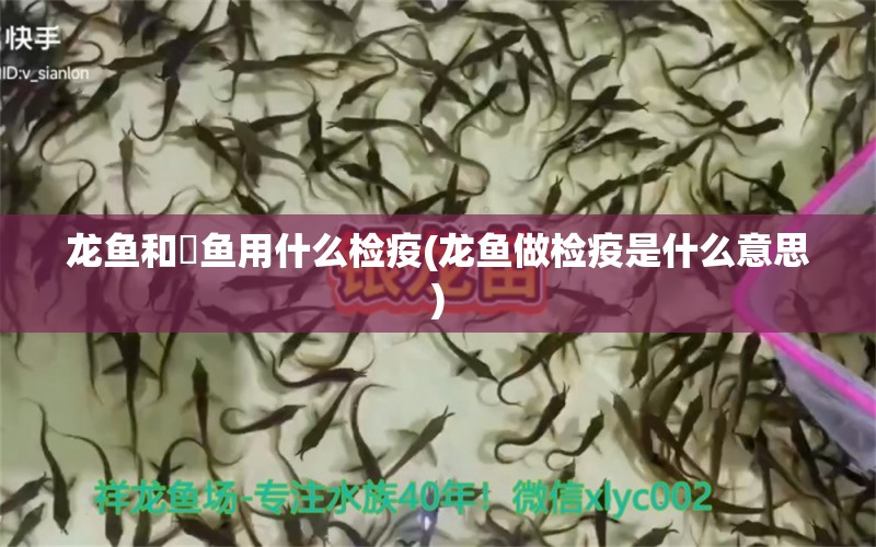 龙鱼和魟鱼用什么检疫(龙鱼做检疫是什么意思)