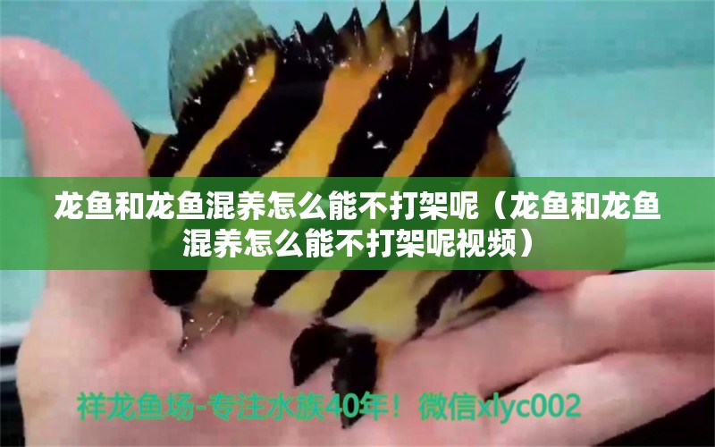 龙鱼和龙鱼混养怎么能不打架呢（龙鱼和龙鱼混养怎么能不打架呢视频） 广州龙鱼批发市场