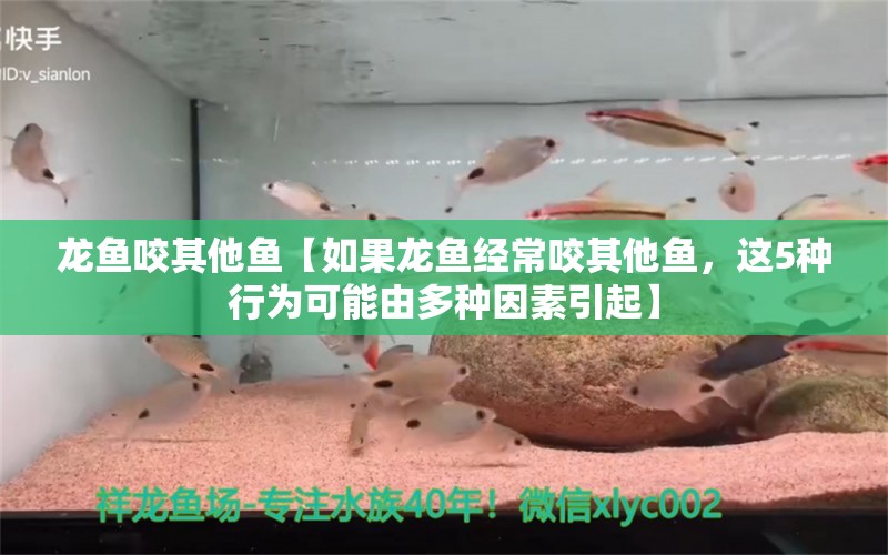 龙鱼咬其他鱼【如果龙鱼经常咬其他鱼，这5种行为可能由多种因素引起】