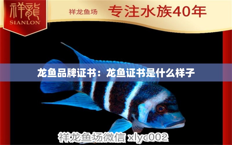 龙鱼品牌证书：龙鱼证书是什么样子 广州龙鱼批发市场