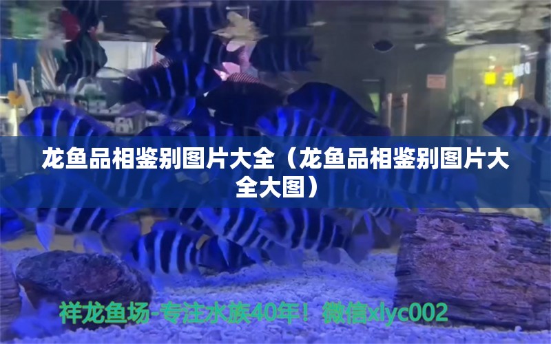 龙鱼品相鉴别图片大全（龙鱼品相鉴别图片大全大图） 龙鱼疾病与治疗