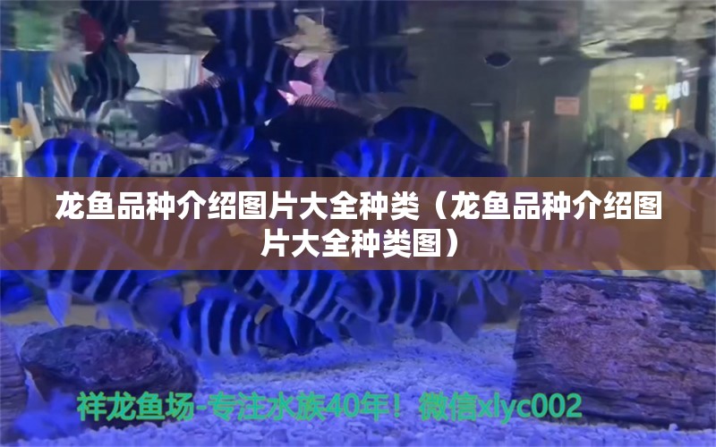 龙鱼品种介绍图片大全种类（龙鱼品种介绍图片大全种类图） 龙鱼疾病与治疗