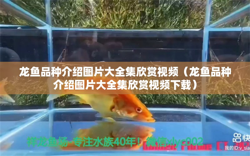 龙鱼品种介绍图片大全集欣赏视频（龙鱼品种介绍图片大全集欣赏视频下载）