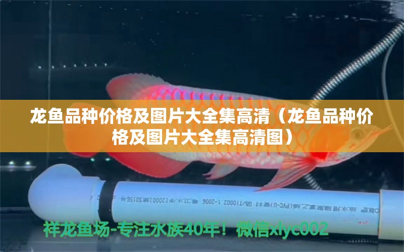 龙鱼品种价格及图片大全集高清（龙鱼品种价格及图片大全集高清图）