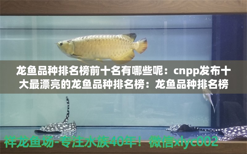 龙鱼品种排名榜前十名有哪些呢：cnpp发布十大最漂亮的龙鱼品种排名榜：龙鱼品种排名榜前十名 龙鱼百科 第2张