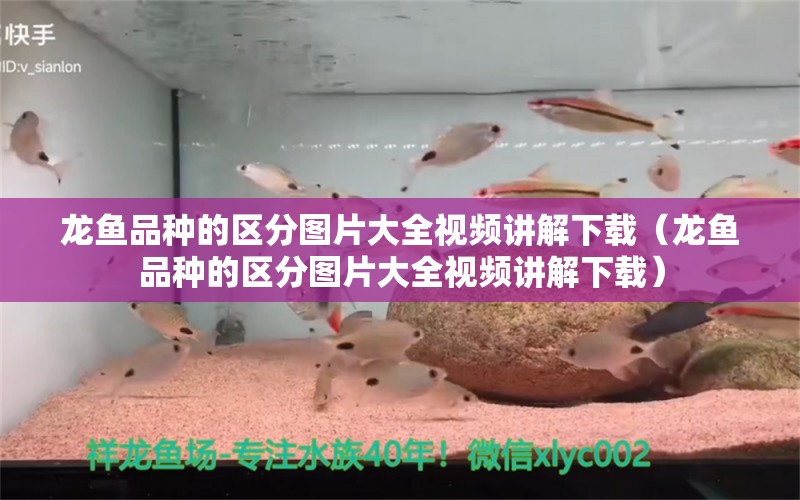 龙鱼品种的区分图片大全视频讲解下载（龙鱼品种的区分图片大全视频讲解下载） 龙鱼疾病与治疗