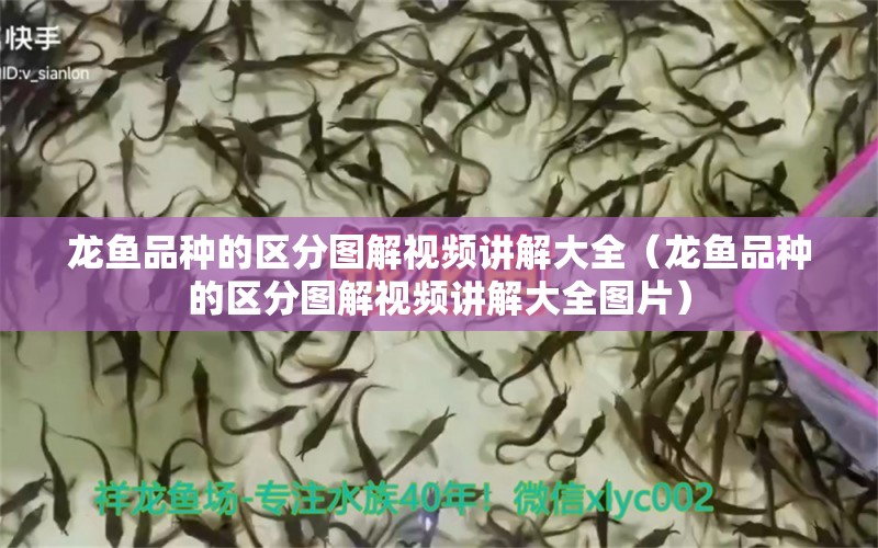 龙鱼品种的区分图解视频讲解大全（龙鱼品种的区分图解视频讲解大全图片） 龙鱼疾病与治疗