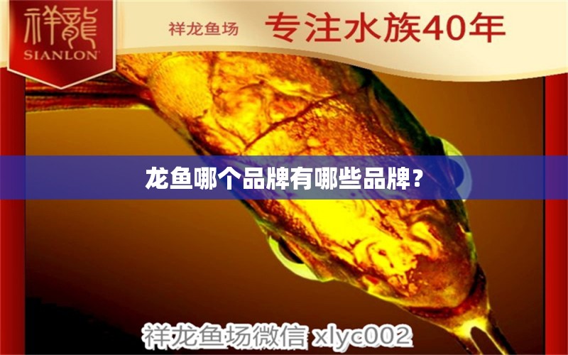 龙鱼哪个品牌有哪些品牌？ 养鱼知识 第1张