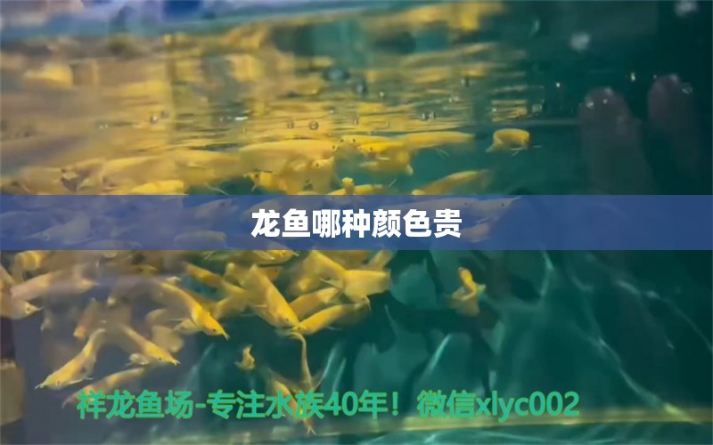 龙鱼哪种颜色贵 龙鱼百科 第2张