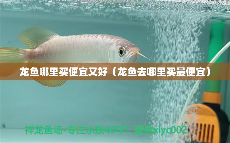 龙鱼哪里买便宜又好（龙鱼去哪里买最便宜） 广州观赏鱼批发市场