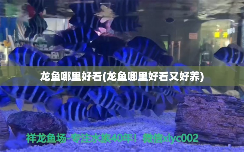 龙鱼哪里好看(龙鱼哪里好看又好养) 祥龙水族滤材/器材