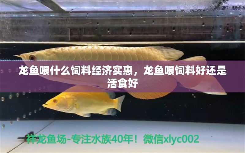 龙鱼喂什么饲料经济实惠，龙鱼喂饲料好还是活食好