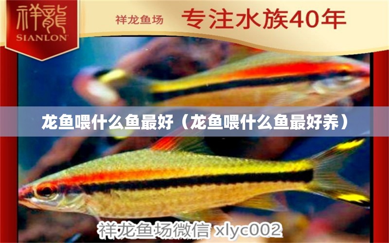 龙鱼喂什么鱼最好（龙鱼喂什么鱼最好养） 广州龙鱼批发市场