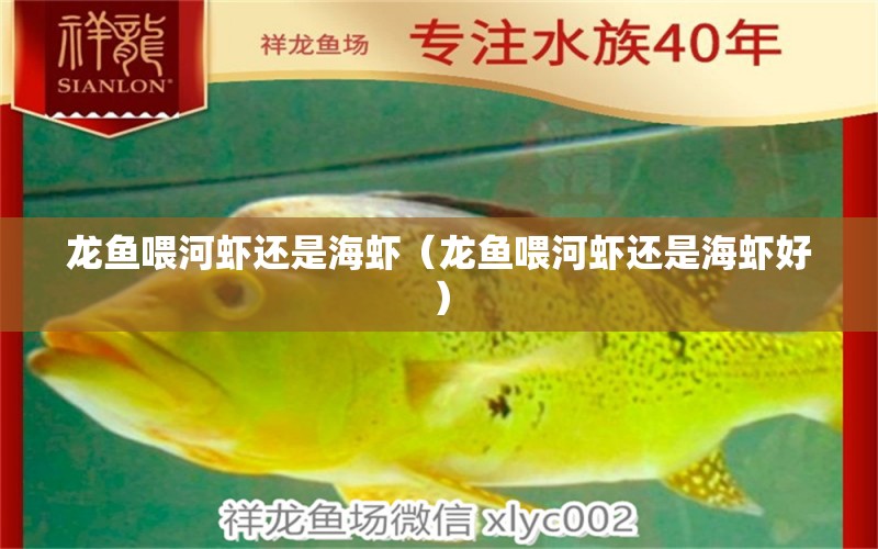 龙鱼喂河虾还是海虾（龙鱼喂河虾还是海虾好）