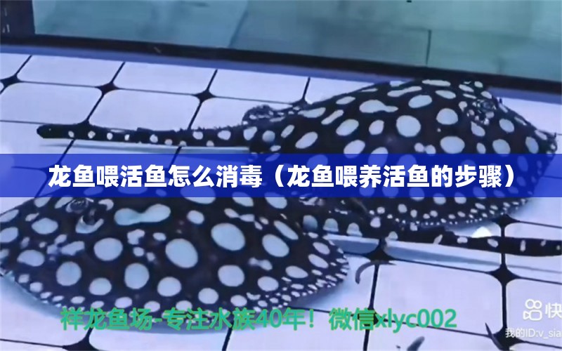 龙鱼喂活鱼怎么消毒（龙鱼喂养活鱼的步骤） 水族问答 第1张