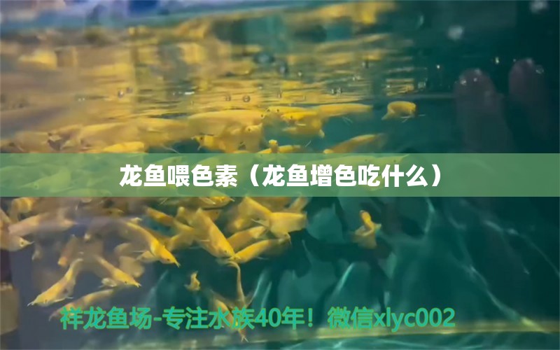 龙鱼喂色素（龙鱼增色吃什么）