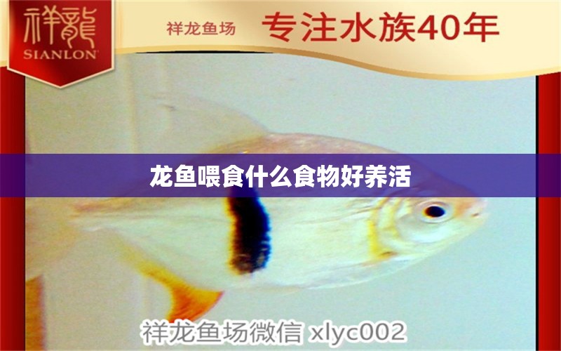 龙鱼喂食什么食物好养活 龙鱼百科 第2张