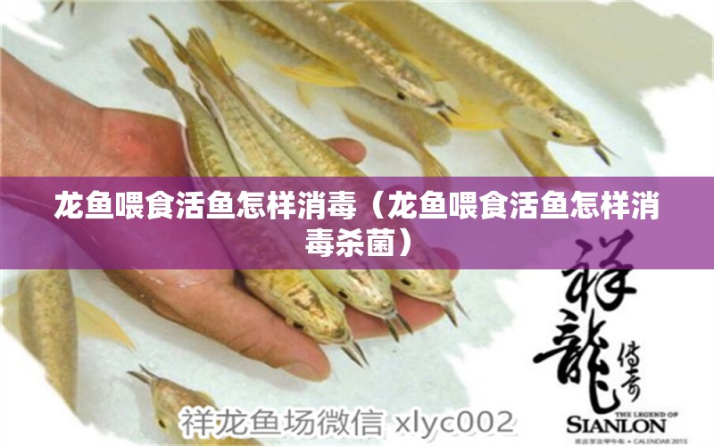 龙鱼喂食活鱼怎样消毒（龙鱼喂食活鱼怎样消毒杀菌） 广州龙鱼批发市场