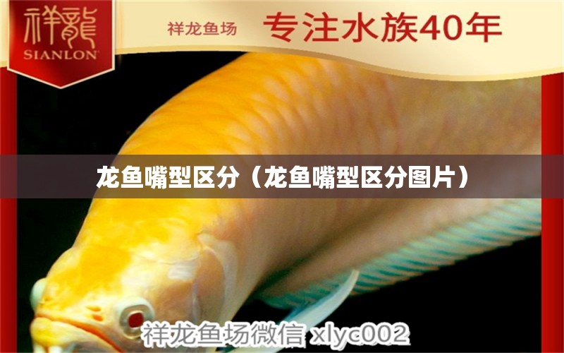 龙鱼嘴型区分（龙鱼嘴型区分图片） 祥龙水族医院