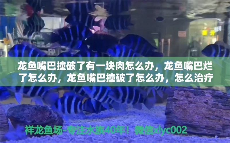 龙鱼嘴巴撞破了有一块肉怎么办，龙鱼嘴巴烂了怎么办，龙鱼嘴巴撞破了怎么办，怎么治疗