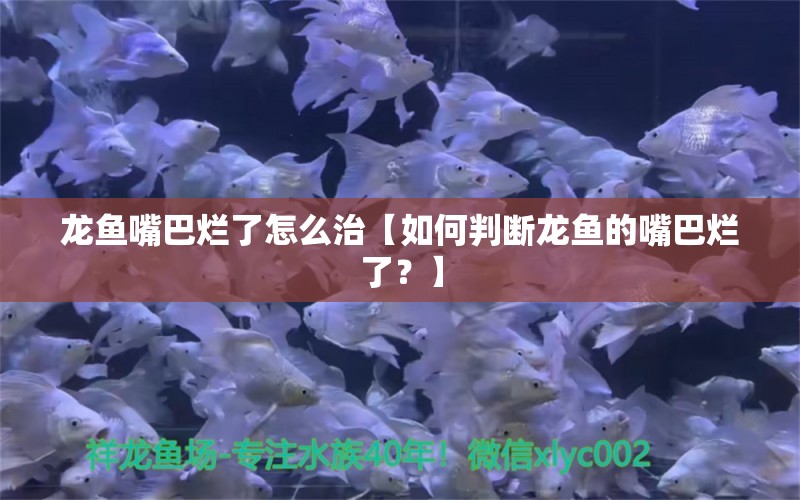 龙鱼嘴巴烂了怎么治【如何判断龙鱼的嘴巴烂了？】 水族问答 第1张