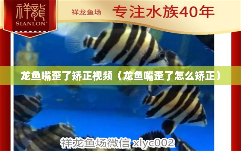 龙鱼嘴歪了矫正视频（龙鱼嘴歪了怎么矫正） 祥龙水族医院