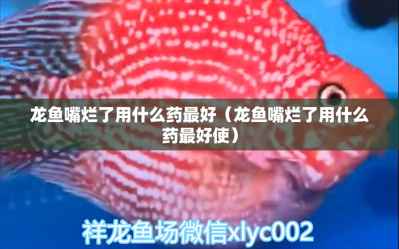 龙鱼嘴烂了用什么药最好（龙鱼嘴烂了用什么药最好使）