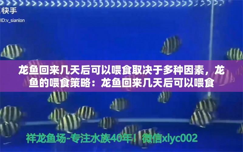 龙鱼回来几天后可以喂食取决于多种因素，龙鱼的喂食策略：龙鱼回来几天后可以喂食 龙鱼百科 第2张