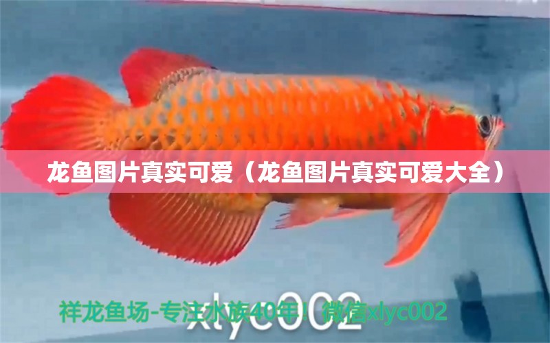 龙鱼图片真实可爱（龙鱼图片真实可爱大全） 广州龙鱼批发市场