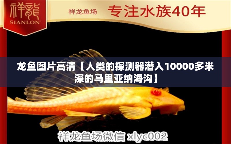 龙鱼图片高清【人类的探测器潜入10000多米深的马里亚纳海沟】