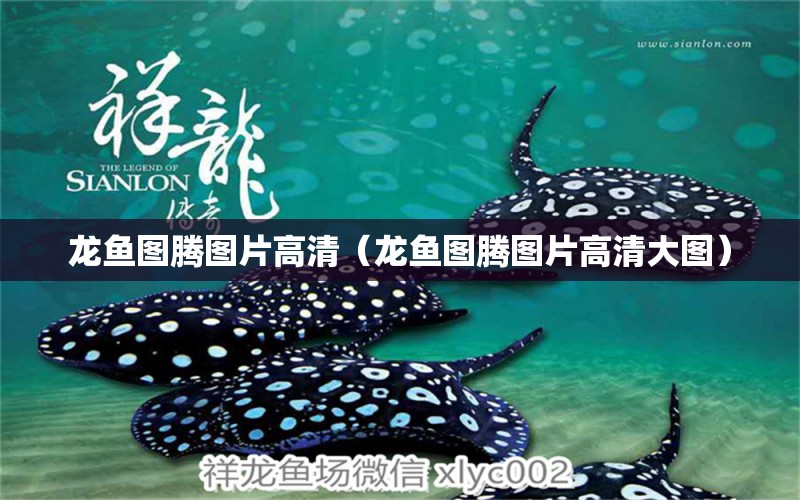 龙鱼图腾图片高清（龙鱼图腾图片高清大图） 祥龙水族医院