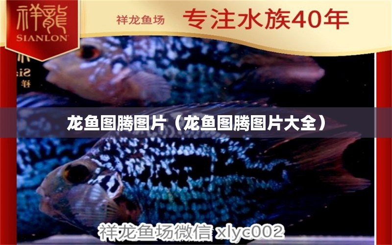 龙鱼图腾图片（龙鱼图腾图片大全） 广州龙鱼批发市场