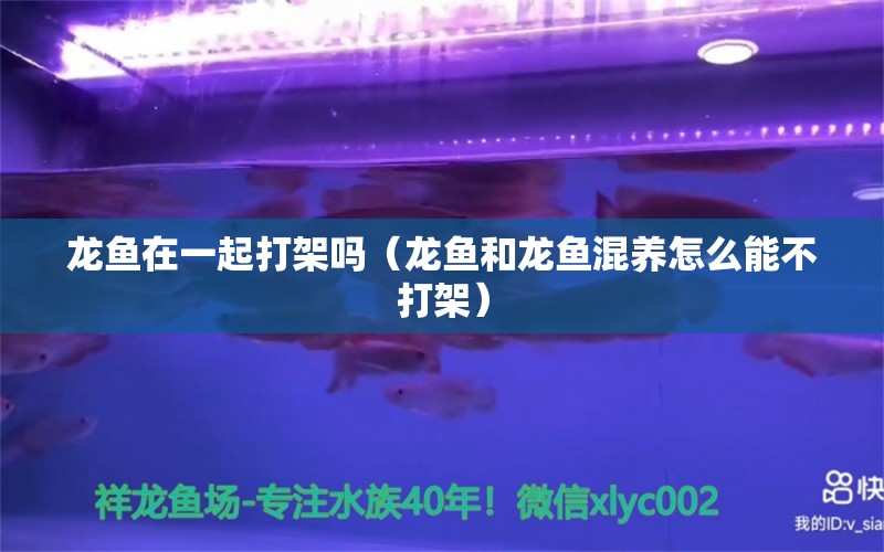 龙鱼在一起打架吗（龙鱼和龙鱼混养怎么能不打架） 水族周边