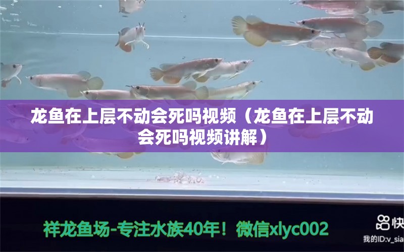 龙鱼在上层不动会死吗视频（龙鱼在上层不动会死吗视频讲解）