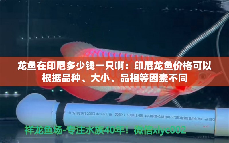 龙鱼在印尼多少钱一只啊：印尼龙鱼价格可以根据品种、大小、品相等因素不同