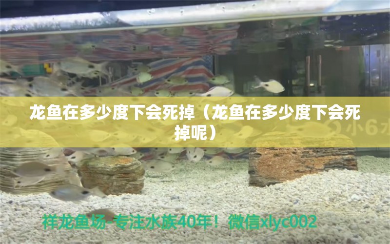 龙鱼在多少度下会死掉（龙鱼在多少度下会死掉呢） 广州龙鱼批发市场