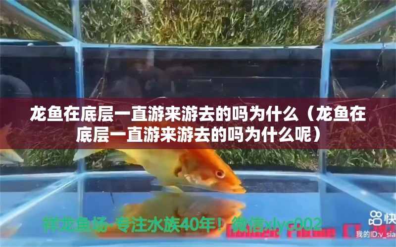 龙鱼在底层一直游来游去的吗为什么（龙鱼在底层一直游来游去的吗为什么呢）