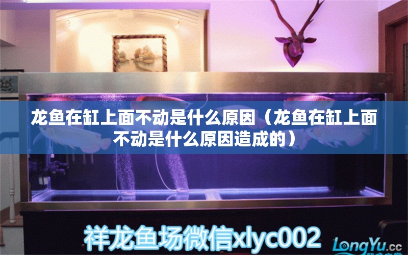 龙鱼在缸上面不动是什么原因（龙鱼在缸上面不动是什么原因造成的） 广州龙鱼批发市场