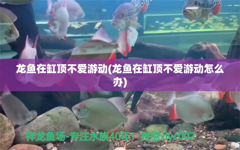 龙鱼在缸顶不爱游动(龙鱼在缸顶不爱游动怎么办) 海水鱼