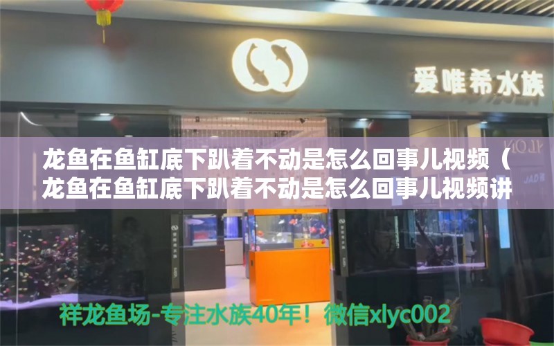 龙鱼在鱼缸底下趴着不动是怎么回事儿视频（龙鱼在鱼缸底下趴着不动是怎么回事儿视频讲解）