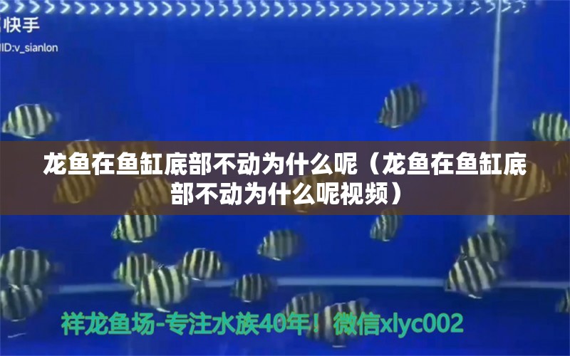 龙鱼在鱼缸底部不动为什么呢（龙鱼在鱼缸底部不动为什么呢视频） 广州龙鱼批发市场