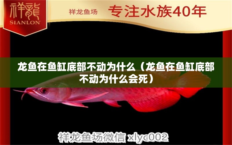 龙鱼在鱼缸底部不动为什么（龙鱼在鱼缸底部不动为什么会死） 广州龙鱼批发市场