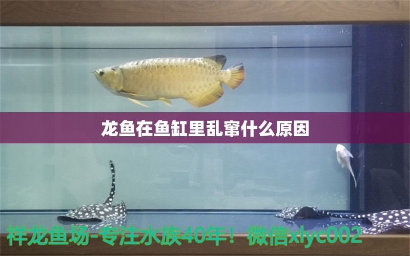 龙鱼在鱼缸里乱窜什么原因