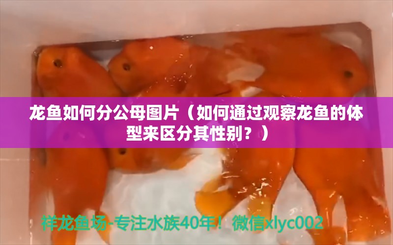 龙鱼如何分公母图片（如何通过观察龙鱼的体型来区分其性别？）