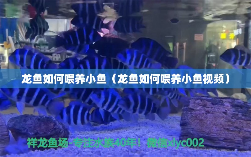 龙鱼如何喂养小鱼（龙鱼如何喂养小鱼视频） 广州龙鱼批发市场